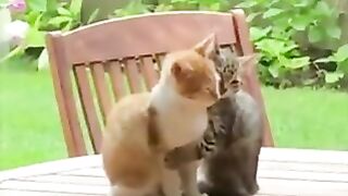 Cat hugging the other cat.
