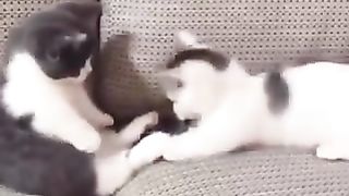 Kittens in a small fight.
