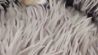 cat in bed