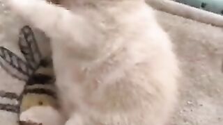 Lying down kitten