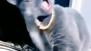 Gato funk!