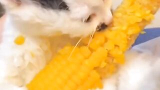 Unleashing the Claws of Curiosity: 10 Mind-Blowing Facts About Cats! 3