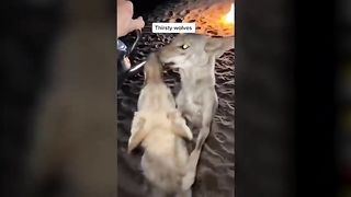 Animals That Asked People for Help & Kindness | Best Moments of Spring !