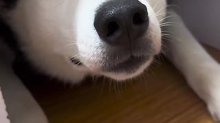Stupid dog