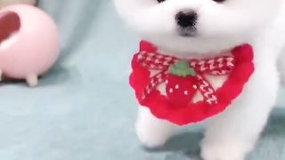 Lively and cute little cutie