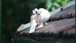 Beautiful bird 11
