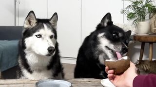 Do Dogs Eat Vegetables? Huskies Taste Food!
