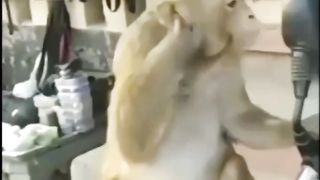 Bundar ko samjhe Naheen Aaraha yeah