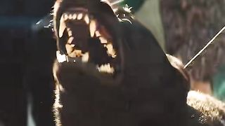 film ia bear