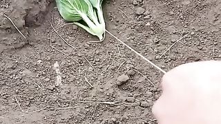RABBIT MOM vous ne pouvez pas deviner combien y aller, Vidéos Moment mignon que vous ne savez jamais avant #yt #604.