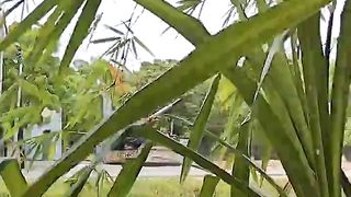 Wild elephant walking on street