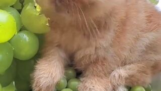 #view #wow #fyp #tiktok #reels #rabbit #angoor # amazing #viral #trending