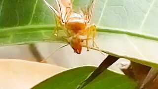 beautiful albino bee