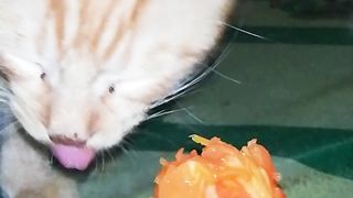 Repentant cat