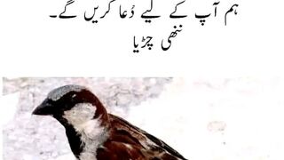 Imran khan 121