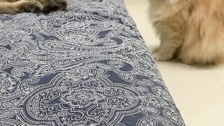 Funny cats 75