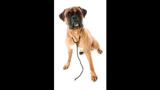 Ultra K9 Pro Reviews : ENERGETICA LIFE TO YOUR DOGS BEST FRIEND(WORK OR HOAX)