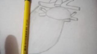 Human Heart 2