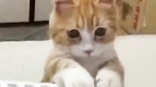 Cat lover videos, cat videos|catshorts cat cartoon