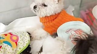 puppies