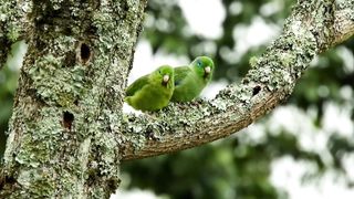 bird activity