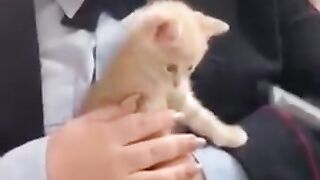 Cat shorts| cat videos | cute cat kitten videos #kitty