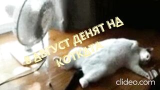 8 АВГУСТ  ДЕНЯТ НА  КОТКАТА