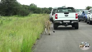 Newborn Lion Cub Try To Hide From Nasty Lioness Under A Car