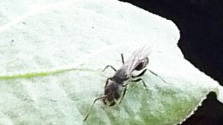 winged black ants roam the leaves