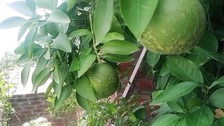 ہمارے اتنے زیادہ پھلوں میں سے کون سا پھل پک چکا ہے