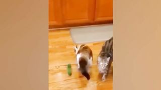 New Funny Animals 2023 ???? Funniest Cats and Dogs ????????
