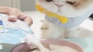 Kucing mekan