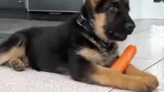 Funny Video 174