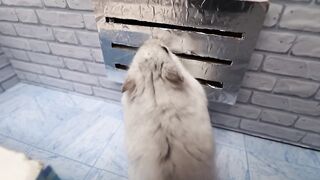 ????Hamster Escapes the Awesome 5-Star Luxury Prison Maze with Bathtub???? for Pets in real life
