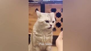 New Funny Animals ???? Funniest Cats and Dogs 2023 ????????