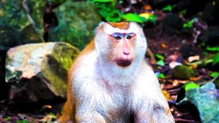 Most Amazing Animals | Relax your Mind | Nature Beauty | febspot