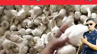 14000/कुंटल बिचा आज लहसुन