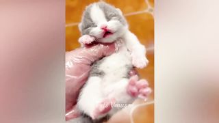 New Funny Animals ???? Funniest Cats and Dogs 2023 ???????? 2