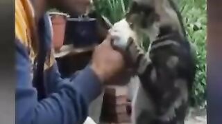 Cat video | cat lover | helpless Cat | Cat with man