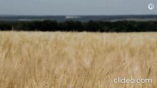 СРАЖЕНИЕТО ПРИ ПРОХОРОВКА   1943 Г
