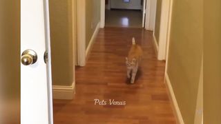 New Funny Animals ???? Funniest Cats and Dogs 2023 ???????? 3