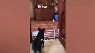 New Funny Animals ???????? Funniest Cats and Dogs 2023 ????????
