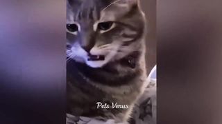 New Funny Animals ???? Funniest Cats and Dogs 2023 ???????? 4