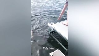 New Funny Animals ???? Funniest Cats and Dogs 2023 ???????? 6