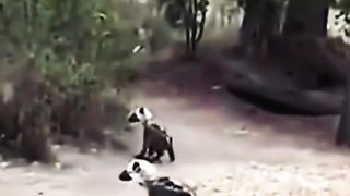 ANIMAUX pet toxique lol