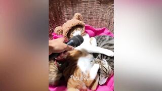 New Funny Animals ???? Funniest Cats and Dogs 2023 ???????? 5