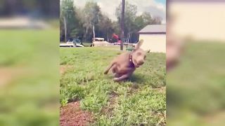 Funny Dogs And Cats Videos 2023 ???????? - Best Animal Videos Of The Month ???? 5