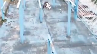 Hmm, cat catch fish haha
