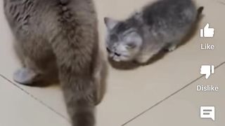 FUNNY CAT FIGHT