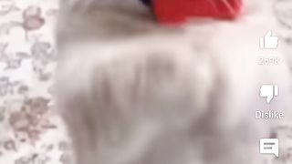 Funny cat dancing 2